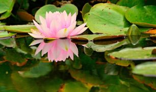 water-lily-4314828_1920